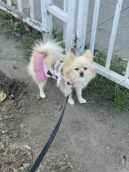 Lost Female Dog last seen Cherry Ave long beach ca 90804, Long Beach, CA 90807