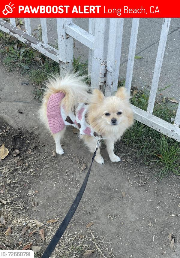Lost Female Dog last seen Cherry Ave long beach ca 90804, Long Beach, CA 90807