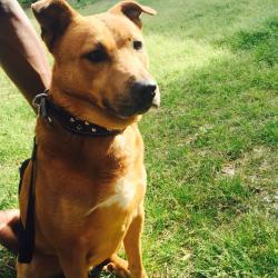 Lost Male Dog last seen Walnut valley cv , Memphis, TN 38018