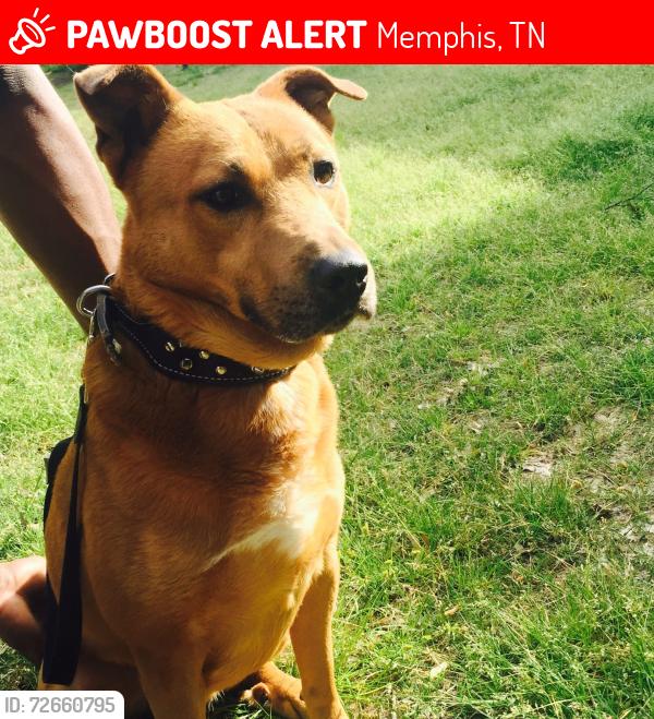 Lost Male Dog last seen Walnut valley cv , Memphis, TN 38018