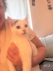Found/Stray Unknown Cat last seen 10 mile Lawrence, Center Line, MI 48015