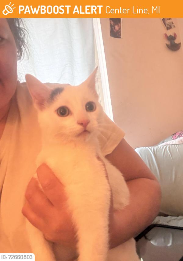 Found/Stray Unknown Cat last seen 10 mile Lawrence, Center Line, MI 48015