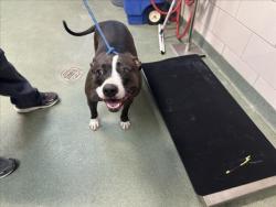 Shelter Stray Female Dog last seen Near BLOCK CALLE DE SAIZ, SANTA FE NM 87507, Santa Fe, NM 87507