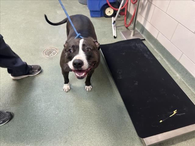 Shelter Stray Female Dog last seen Near BLOCK CALLE DE SAIZ, SANTA FE NM 87507, Santa Fe, NM 87507