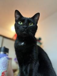 Lost Female Cat last seen MAA Edgewater apmts, Zierdt Rd, Madison, AL 35824