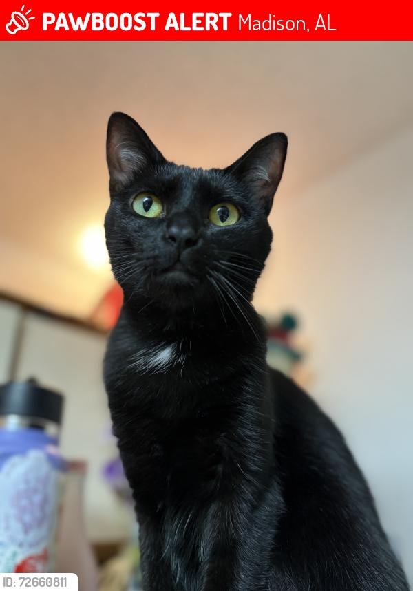 Lost Female Cat last seen MAA Edgewater apmts, Zierdt Rd, Madison, AL 35824