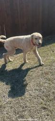 Found/Stray Male Dog last seen Bryan, Shawnee, OK 74801