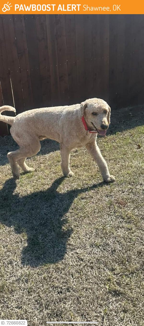 Found/Stray Male Dog last seen Bryan, Shawnee, OK 74801