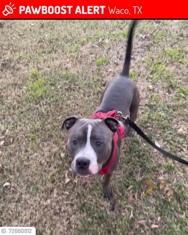 Lost Male Dog last seen Waco drive and 9th str , Waco, TX 76702