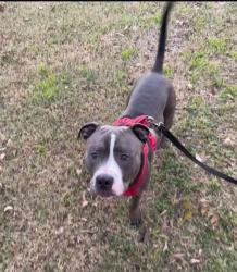 Lost Male Dog last seen Waco drive and 9th str , Waco, TX 76702