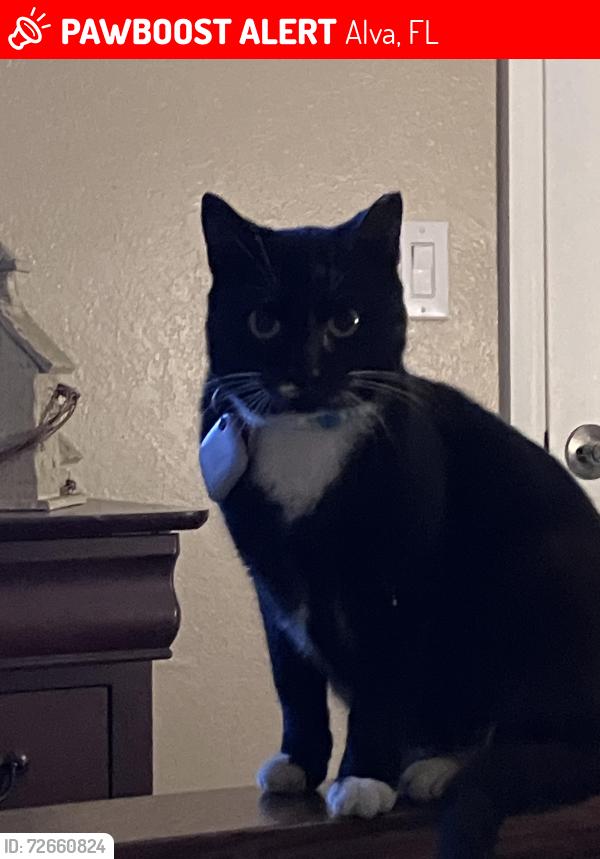 Lost Female Cat last seen Palm Beach Blvd., Alva, FL 33920