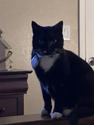 Lost Female Cat last seen Palm Beach Blvd., Alva, FL 33920