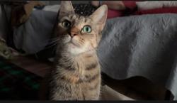 Lost Female Cat last seen Ketron elementary, Kingsport, TN 37660