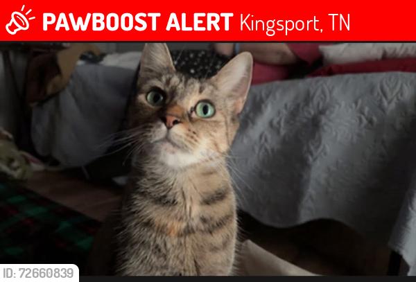 Lost Female Cat last seen Ketron elementary, Kingsport, TN 37660