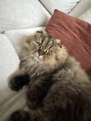 Lost Male Cat last seen Near curry branch rd, Louisville, KY 40245