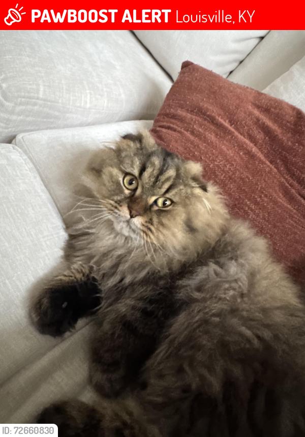 Lost Male Cat last seen Near curry branch rd, Louisville, KY 40245