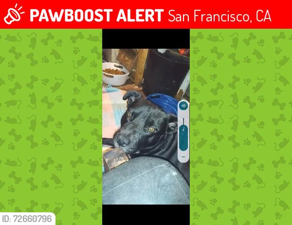 Lost Male Dog last seen Near th st sheltersan fransico ca , San Francisco, CA 94110