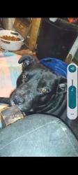 Lost Male Dog last seen Near th st sheltersan fransico ca , San Francisco, CA 94110