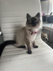 Lost Female Cat last seen Edenhurst road, thornbury road, Lyndhurst, OH 44124