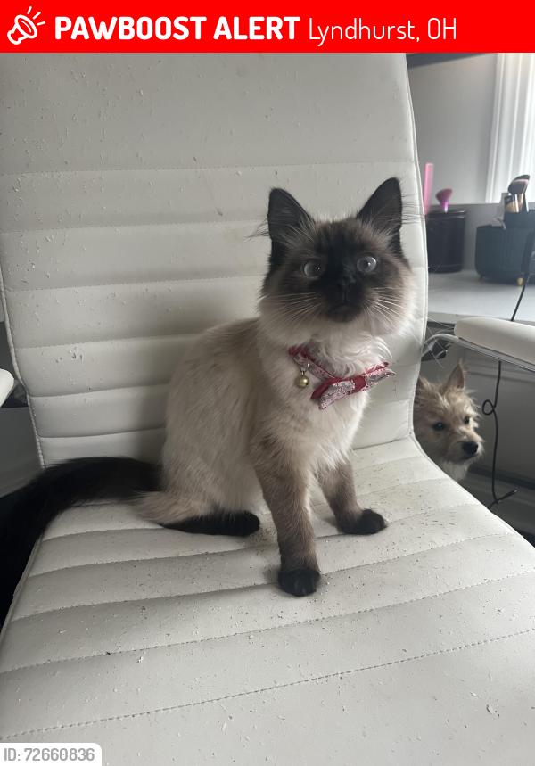 Lost Female Cat last seen Edenhurst road, thornbury road, Lyndhurst, OH 44124