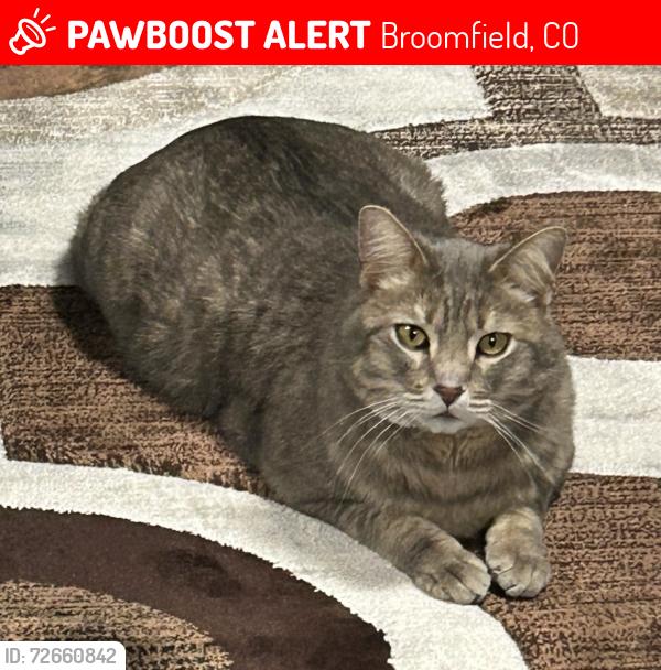 Lost Male Cat last seen Main Street and 112th, Broomfield, CO 80020