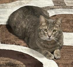 Lost Male Cat last seen Main Street and 112th, Broomfield, CO 80020