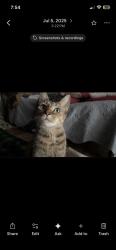 Lost Female Cat last seen Newland and Lightwood, Kingsport, TN 37660