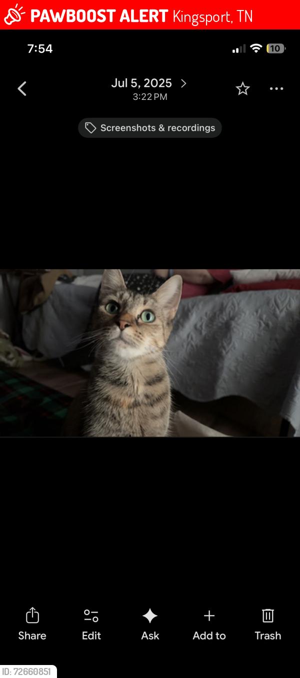Lost Female Cat last seen Newland and Lightwood, Kingsport, TN 37660