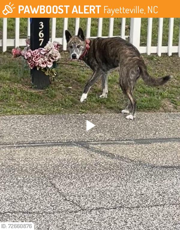 Found/Stray Male Dog last seen Summerhill rd off of Yadkin Rd , Fayetteville, NC 28303