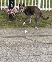 Found/Stray Male Dog last seen Summerhill rd off of Yadkin Rd , Fayetteville, NC 28303