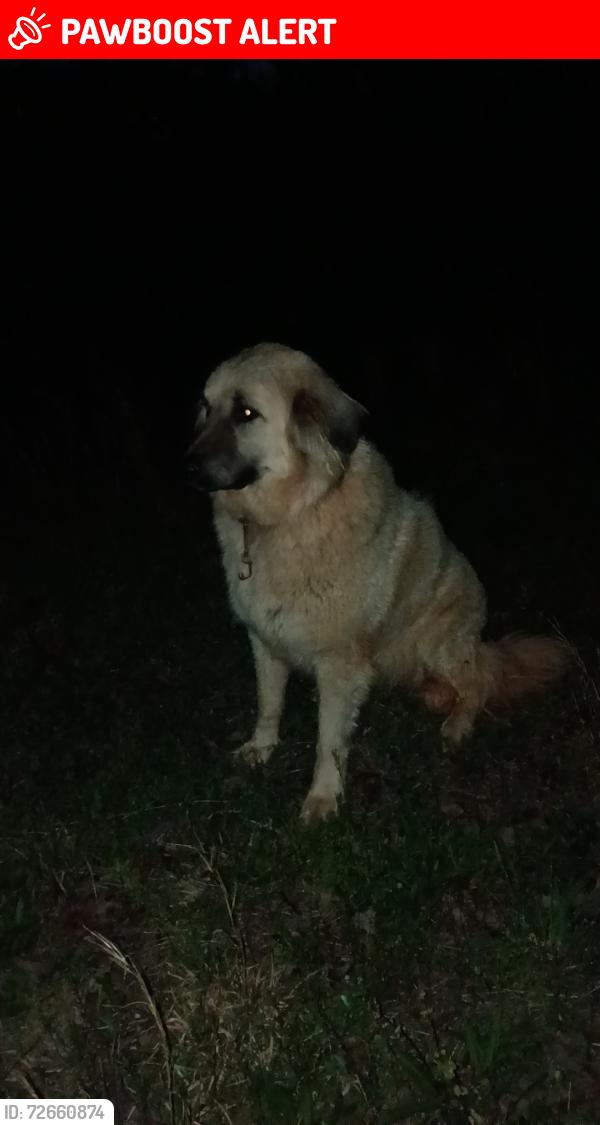 Lost Unknown Dog last seen Mountain Creek , Anderson County, SC 29626