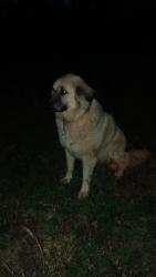 Lost Unknown Dog last seen Mountain Creek , Anderson County, SC 29626