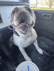 Found/Stray Female Dog last seen Gayle lane and highland village road , Highland Village, TX 75077
