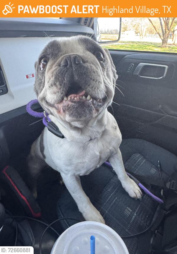 Found/Stray Female Dog last seen Gayle lane and highland village road , Highland Village, TX 75077