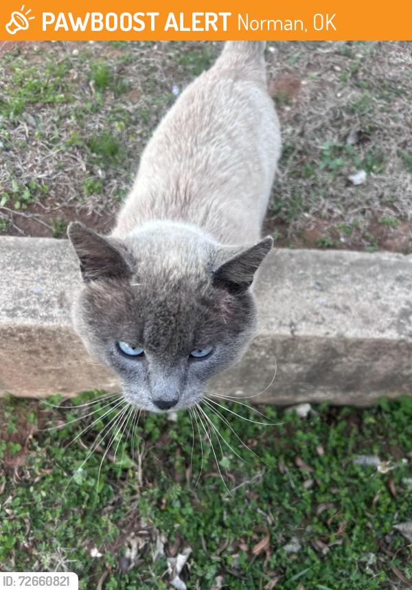 Found/Stray Male Cat last seen My hse and my neighbors area , Norman, OK 73071