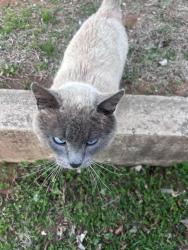 Found/Stray Male Cat last seen My hse and my neighbors area , Norman, OK 73071