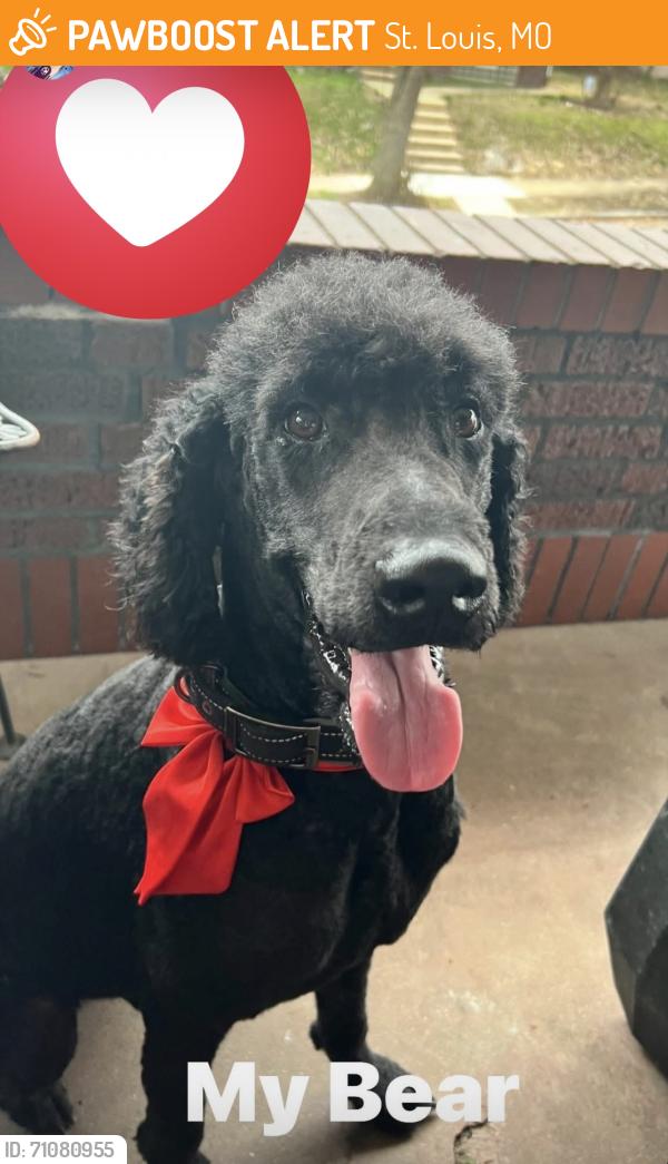 Found/Stray Male Dog last seen Canaan, St. Louis, MO 63103