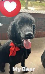 Found/Stray Male Dog last seen Canaan, St. Louis, MO 63103