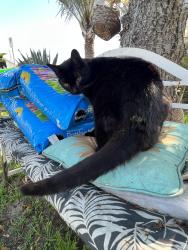 Lost Female Cat last seen W hemlock st s patterson td, Oxnard, CA 93035