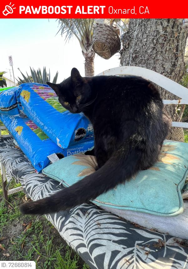 Lost Female Cat last seen W hemlock st s patterson td, Oxnard, CA 93035