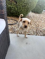 Found/Stray Unknown Dog last seen Vista de Montana neighborhood , Buckeye, AZ 85326