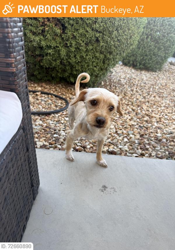 Found/Stray Unknown Dog last seen Vista de Montana neighborhood , Buckeye, AZ 85326