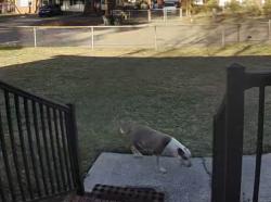 Found/Stray Female Dog last seen Atwell Drive off of S Reilly Rd, Fayetteville, NC 28314