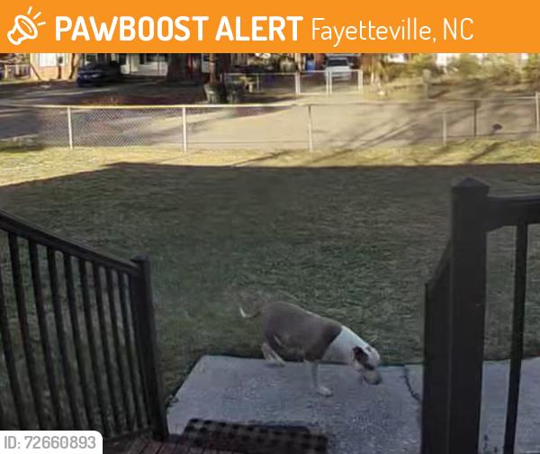 Found/Stray Female Dog last seen Atwell Drive off of S Reilly Rd, Fayetteville, NC 28314