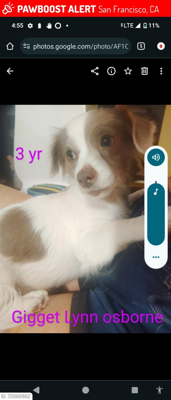 Lost Female Dog last seen 8th st shelter area San fransico ca , San Francisco, CA 94103