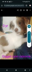 Lost Female Dog last seen 8th st shelter area San fransico ca , San Francisco, CA 94103