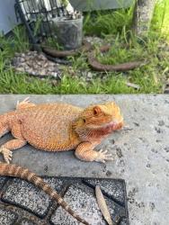 Found/Stray Unknown Reptile last seen Alicia and Moulton , Aliso Viejo, CA 92656