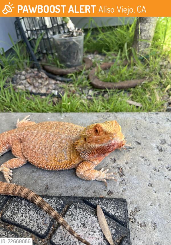 Found/Stray Unknown Reptile last seen Alicia and Moulton , Aliso Viejo, CA 92656