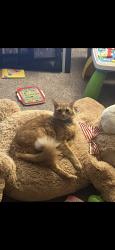 Lost Male Cat last seen Mingo Creek Park, Knightdale, NC 27545