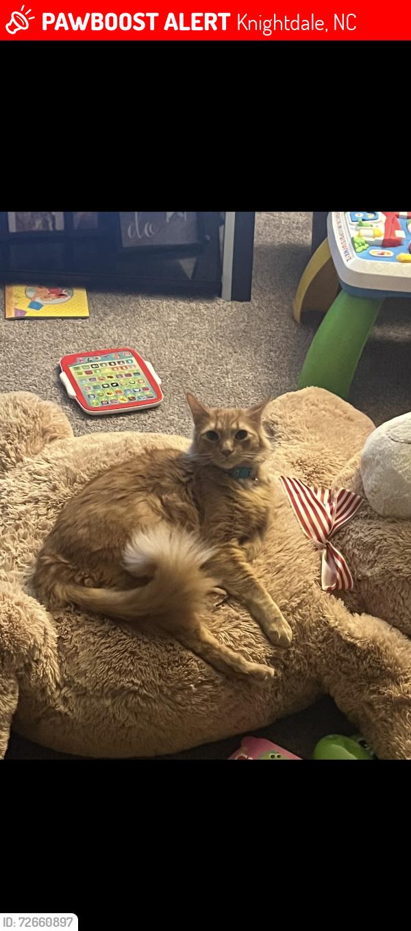 Lost Male Cat last seen Mingo Creek Park, Knightdale, NC 27545